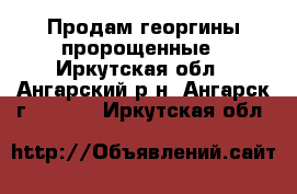 Продам георгины пророщенные - Иркутская обл., Ангарский р-н, Ангарск г.  »    . Иркутская обл.